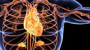 Cardiovascular Medical Billing Services