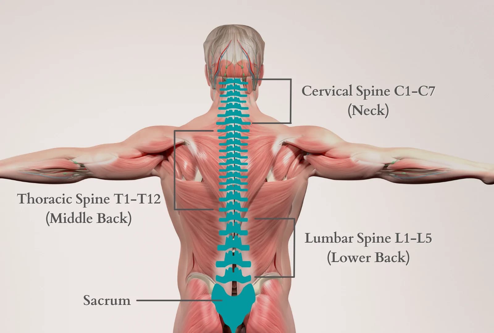 Thoracic Medical Billing Services