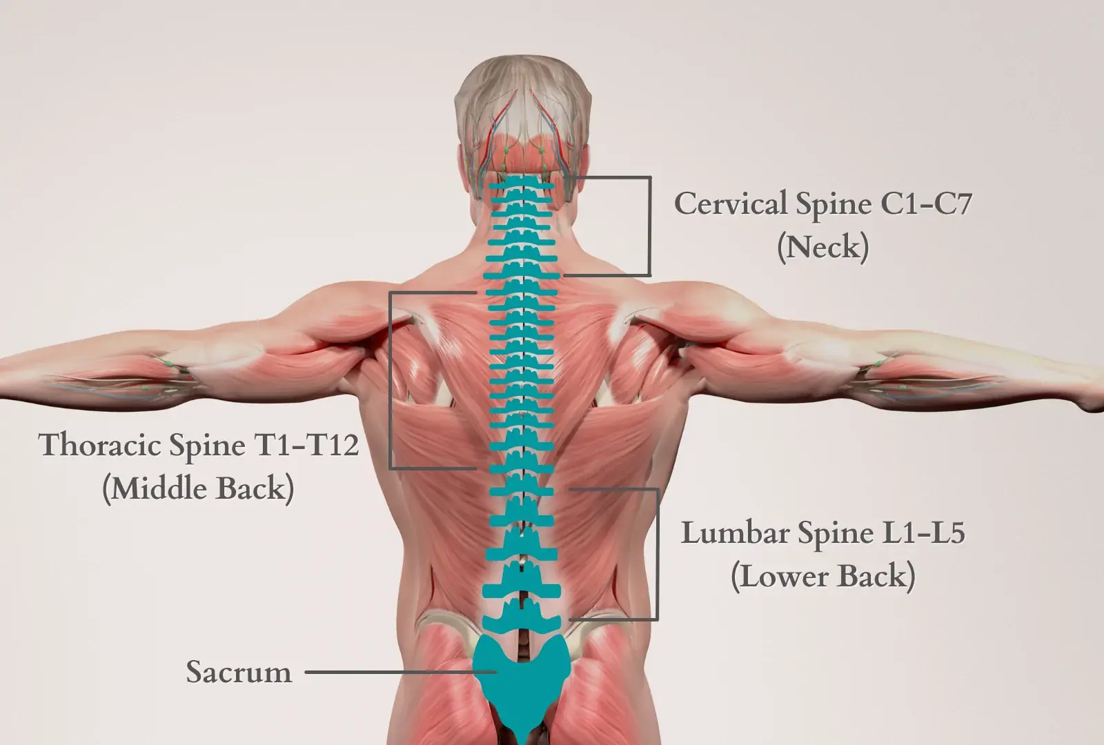 Thoracic Medical Billing Services
